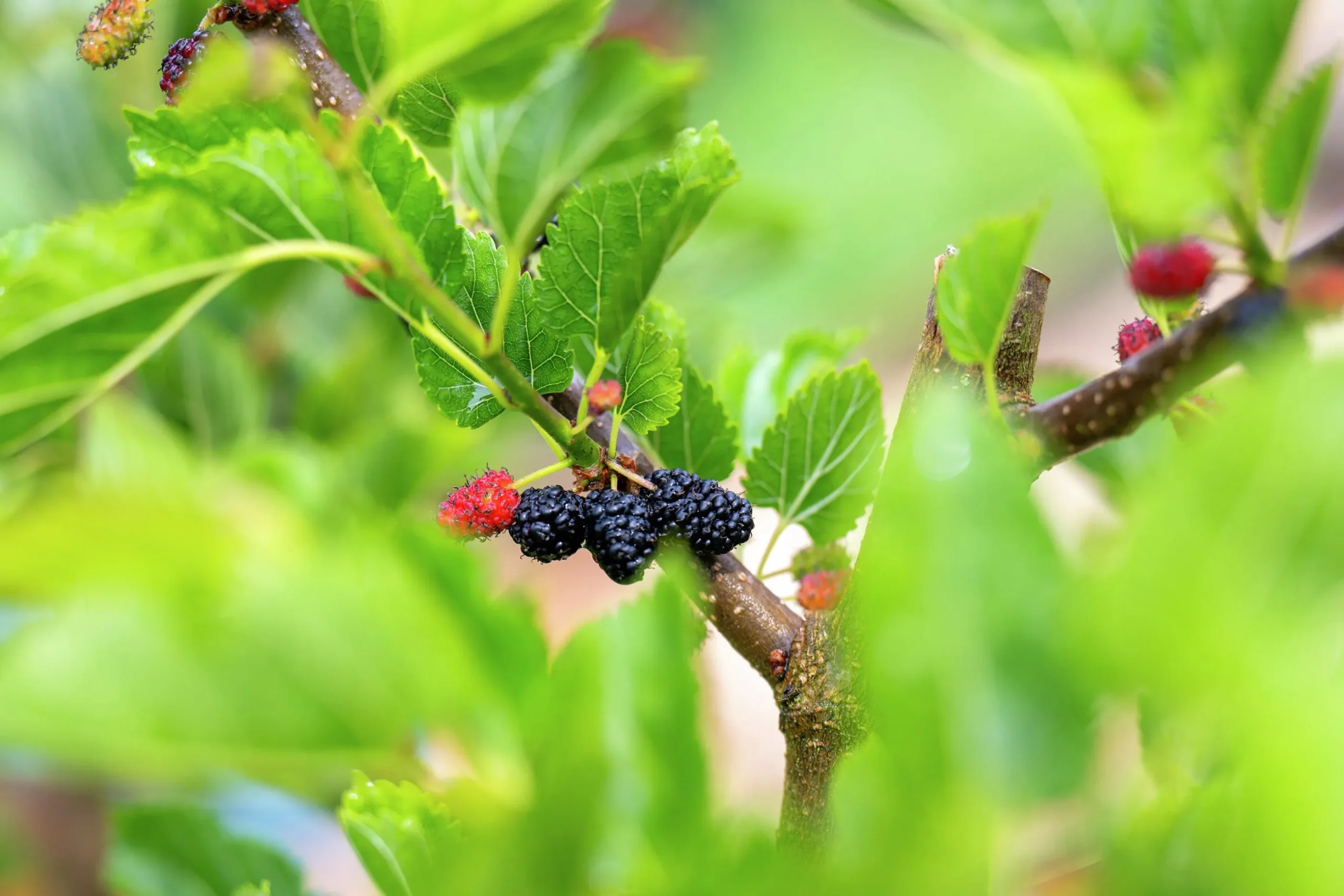 Mörkrött Mullbär 'Mojo Berry'