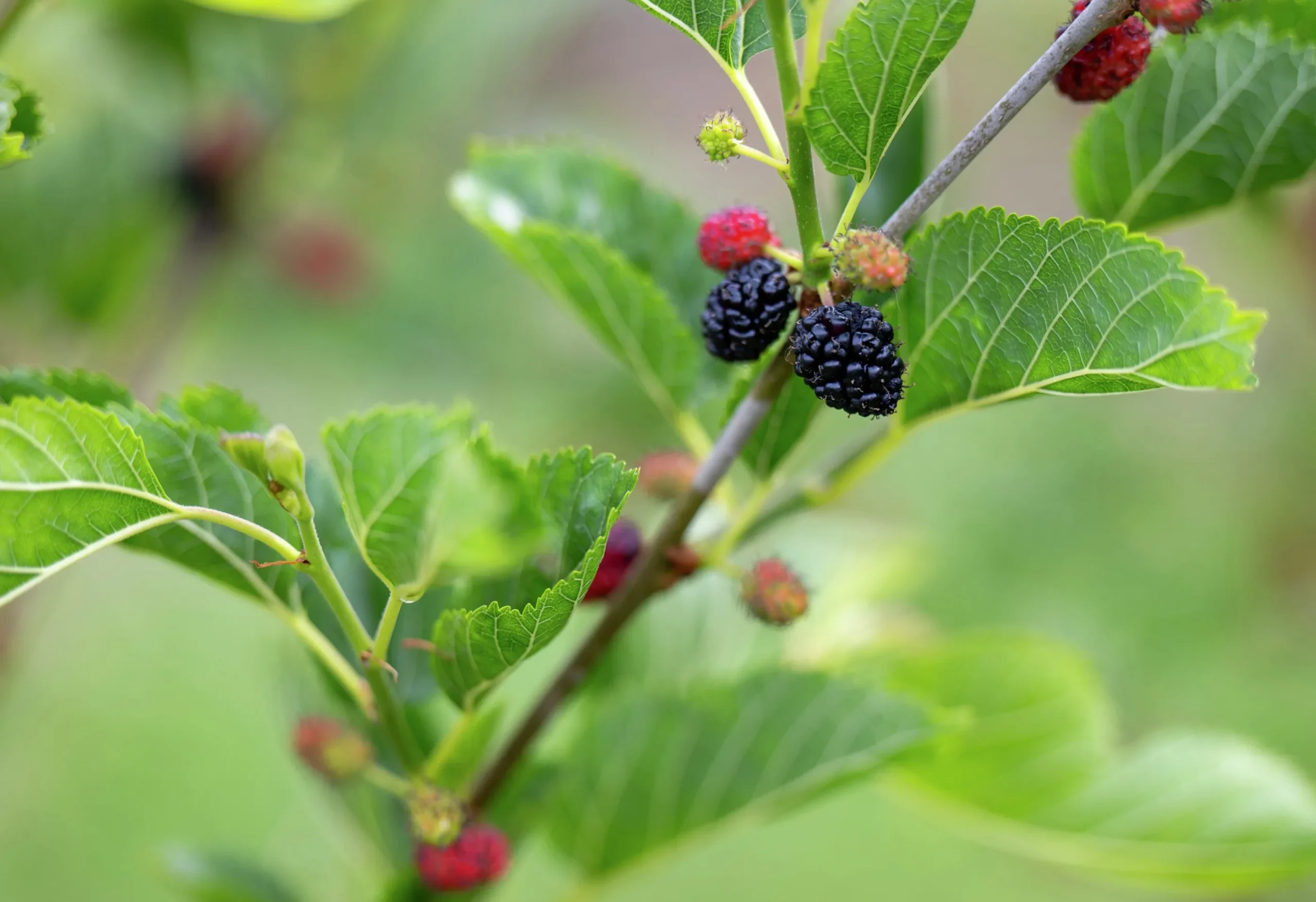 Mörkrött Mullbär 'Mojo Berry'