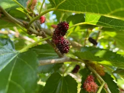 Mörkrött Mullbär 'Mojo Berry'