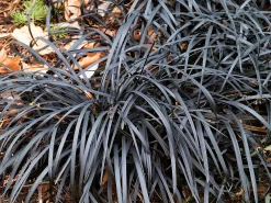 Mörkt Ormskägg 'Nigrescens' syn. 'Kokuryu' 2L