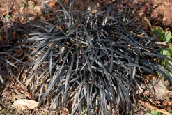 Mörkt Ormskägg 'Nigrescens' syn. 'Kokuryu' 2L