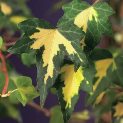 Murgröna 'Goldheart'
