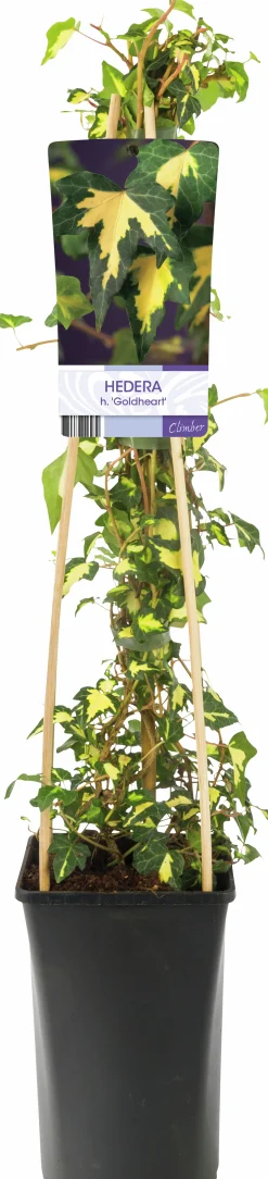 Murgröna 'Goldheart'