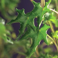 Murgröna 'Ivalace'