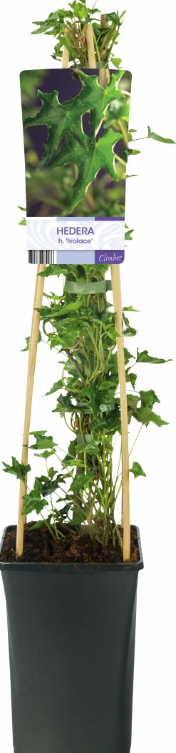 Murgröna 'Ivalace'