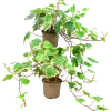 Murgröna lat. Hedera helix Brokbladig