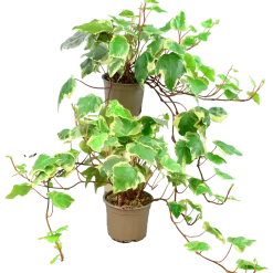 Murgröna lat. Hedera helix Brokbladig
