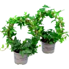 Murgröna lat. Hedera helix Enkelbåge 12cm