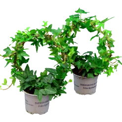 Murgröna lat. Hedera helix Enkelbåge 12cm
