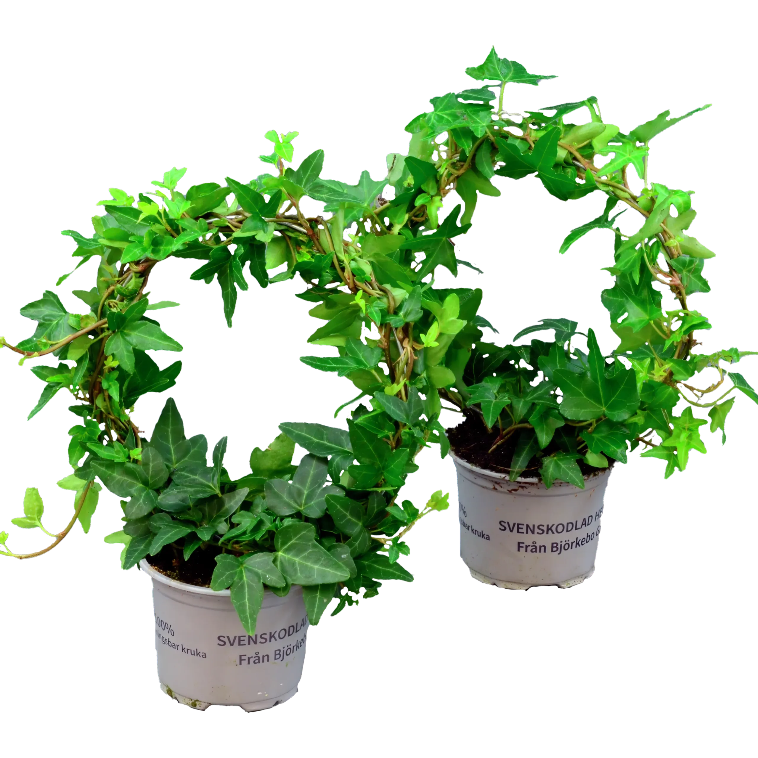 Murgröna lat. Hedera helix Enkelbåge 12cm