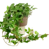 Murgröna lat. Hedera helix Långa Rankor