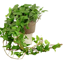 Murgröna lat. Hedera helix Långa Rankor