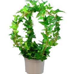 Murgröna lat. Hedera helix på Dubbelbåge