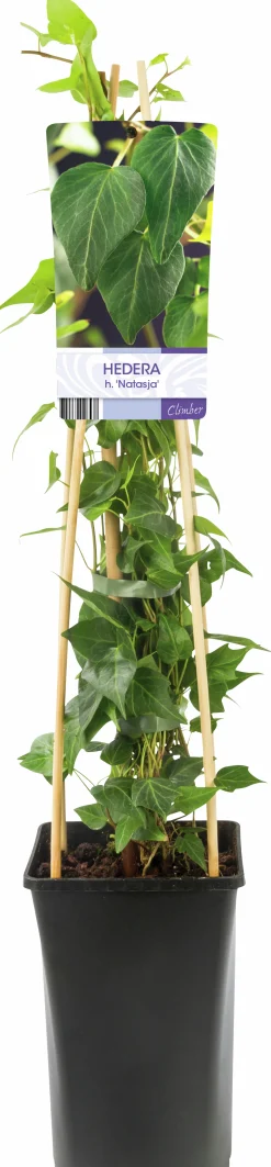 Murgröna 'Natasja'