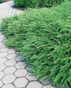 Myrtentry 'Maigrün' Krukodlad
