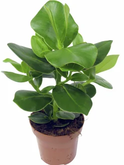 Narrfikus Clusia 'Princess' 12cm kruka