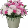 Nejlika lat. Dianthus caryophyllus 'I Love You'