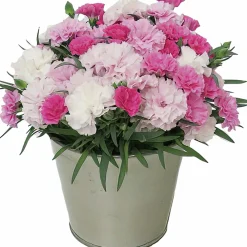 Nejlika lat. Dianthus caryophyllus 'I Love You'