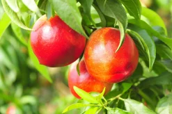 Nektarin 'Madame Blanchet' Krukodlad