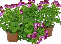 Änglapelargon / Pensepelargon lat. Pelargonium 'Tip Top'