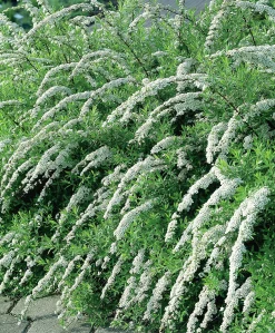 Norsk Brudspirea 'Grefsheim' Barrotad