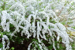 Norsk Brudspirea 'Grefsheim' Barrotad