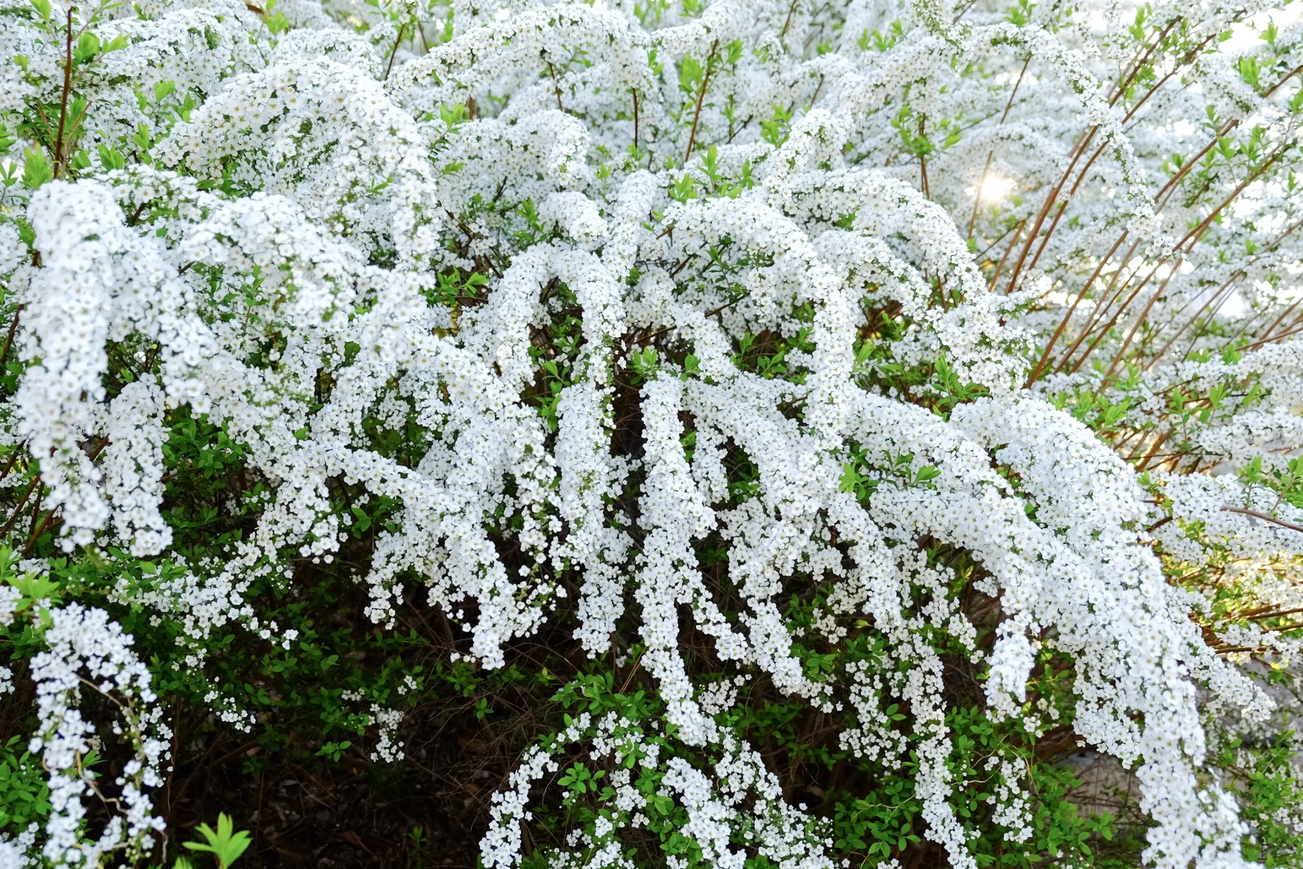 Norsk Brudspirea 'Grefsheim' Barrotad