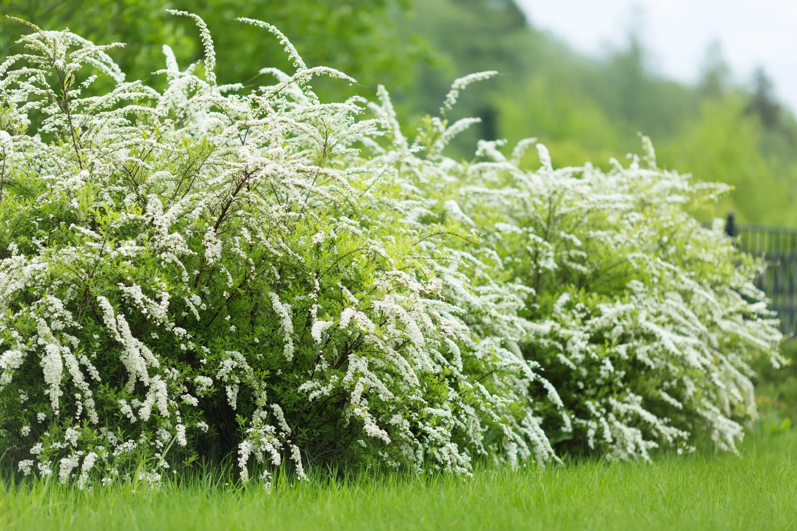 Norsk Brudspirea 'Grefsheim' Barrotad