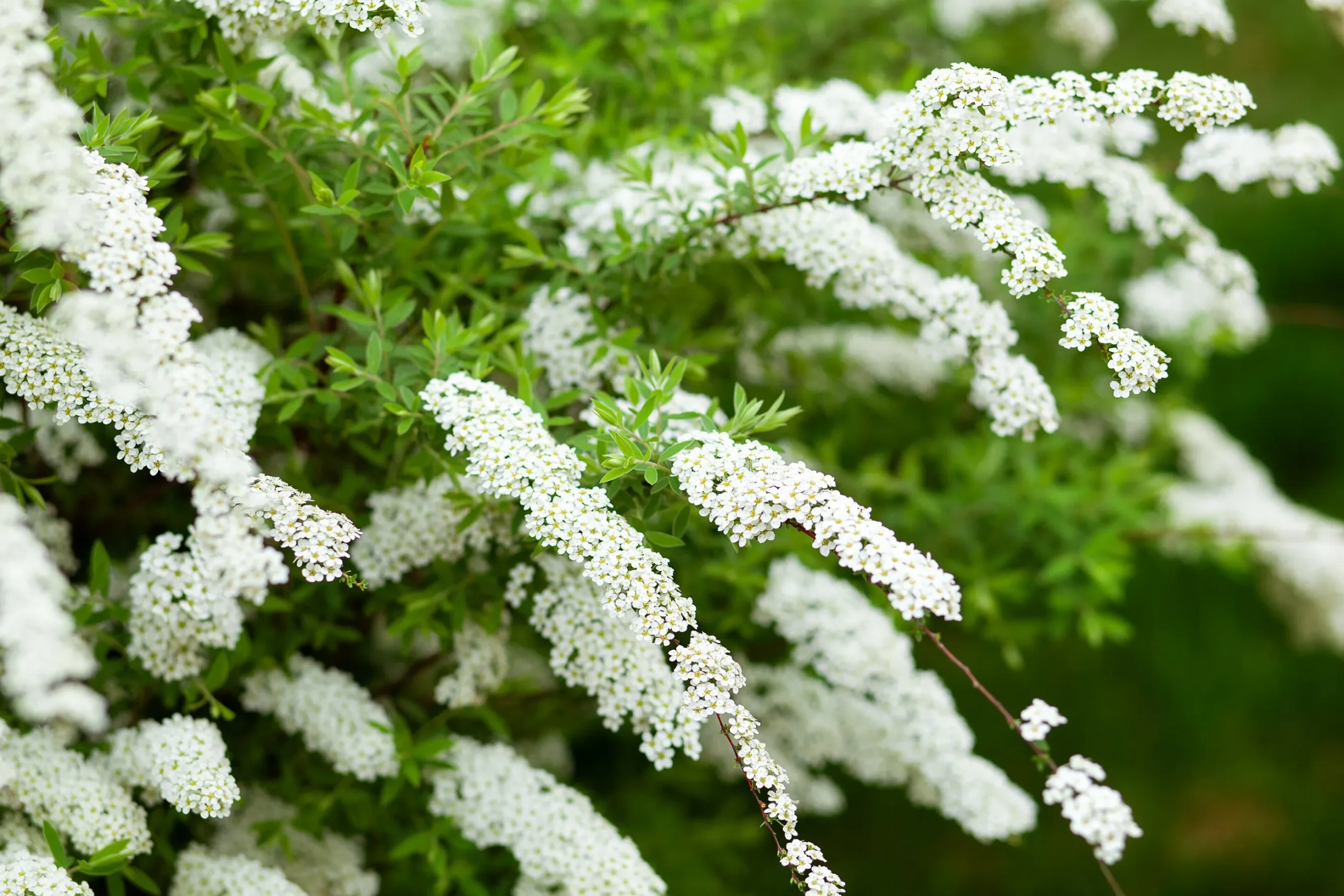 Norsk Brudspirea 'Grefsheim' Barrotad