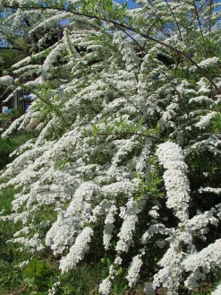 Norsk Brudspirea 'Grefsheim' D:9-11cm Certifierad Krukodlad