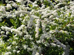 Norsk Brudspirea 'Grefsheim' D:9-11cm Certifierad Krukodlad