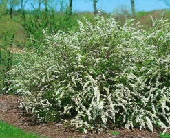 Norsk Brudspirea 'Grefsheim' D:9-11cm Certifierad Krukodlad