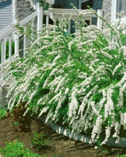 Norsk Brudspirea 'Grefsheim' Goliath Barrotad