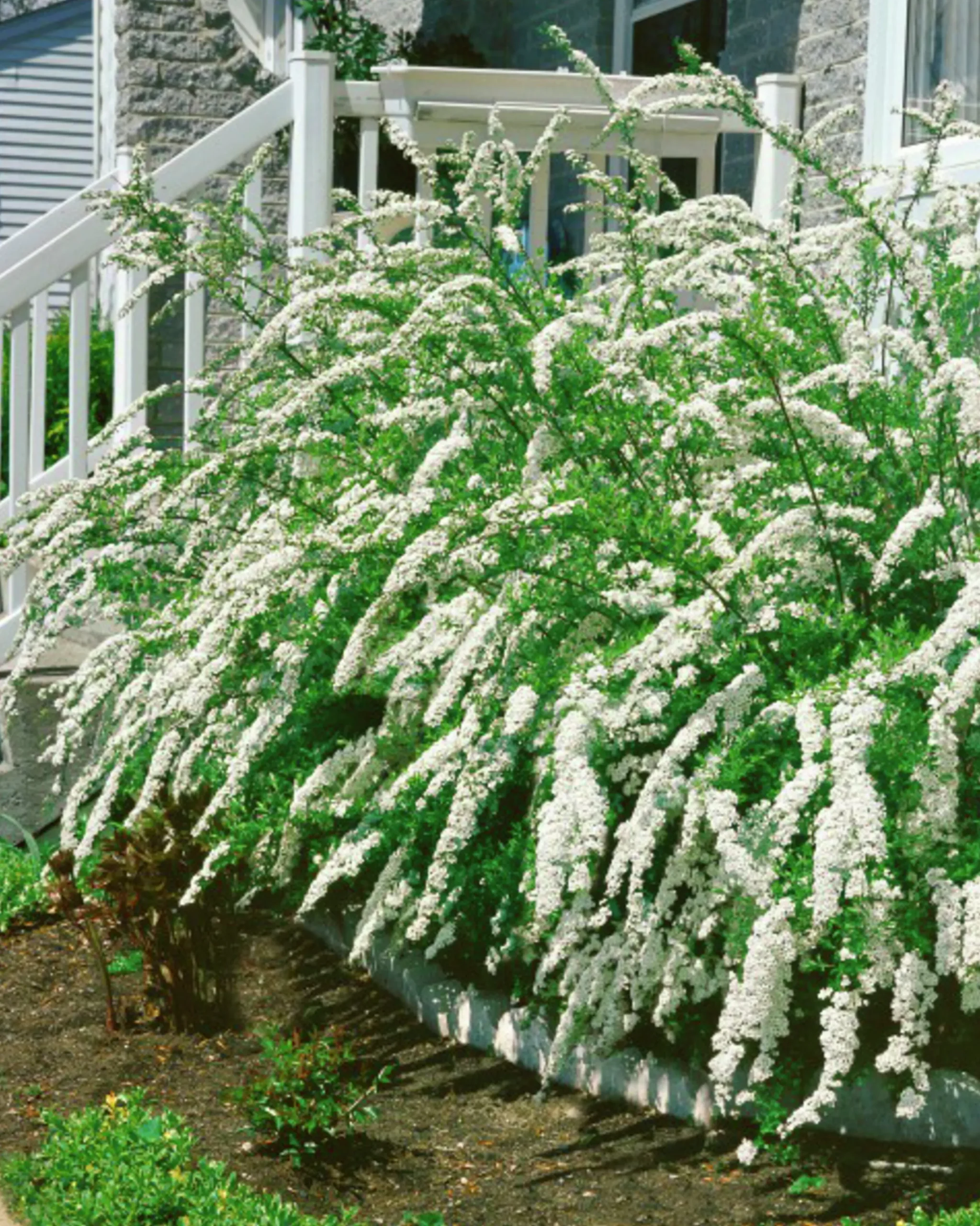 Norsk Brudspirea 'Grefsheim' Goliath Barrotad