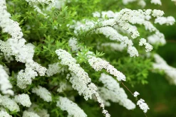 Norsk Brudspirea 'Grefsheim' Goliath Barrotad