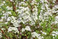 Norsk Brudspirea 'Grefsheim' Goliath Barrotad
