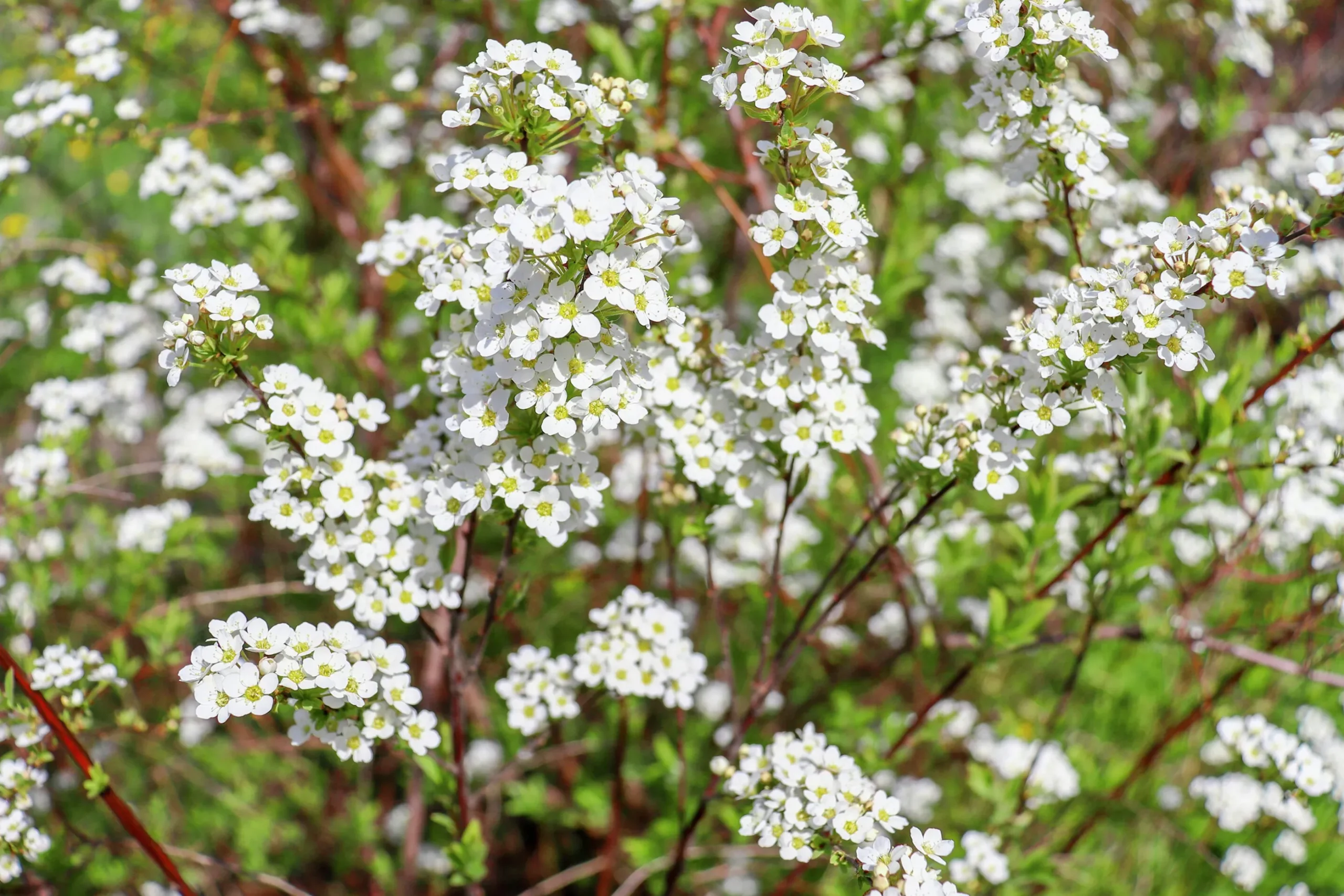 Norsk Brudspirea 'Grefsheim' Goliath Barrotad