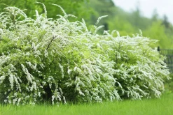 Norsk Brudspirea 'Grefsheim' Goliath Barrotad