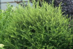 Norsk Brudspirea 'Grefsheim' Goliath Barrotad