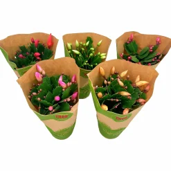 Novemberkaktus Danblumen