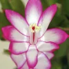 Novemberkaktus lat. Schlumbergera truncata