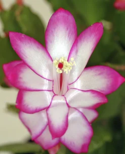 Novemberkaktus lat. Schlumbergera truncata