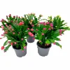 Novemberkaktus 'Thor Wild Cactus'