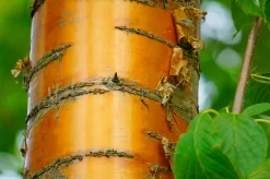 Näverhägg 'Amber Beauty' Högstam