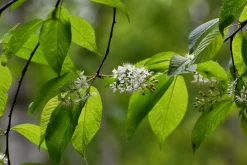 Näverhägg 'Amber Beauty' Högstam