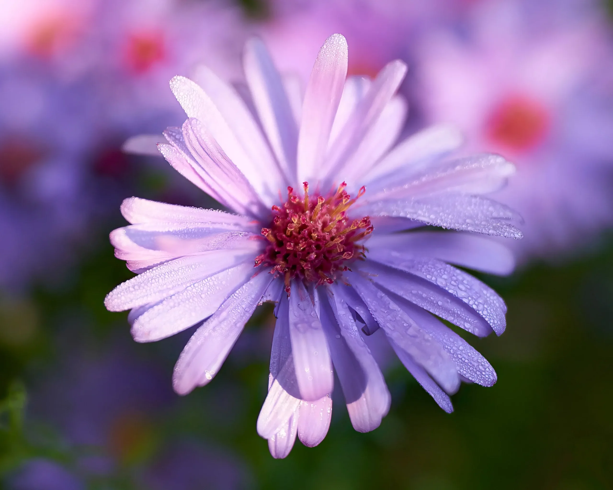 Oktoberaster 'Early Blue'