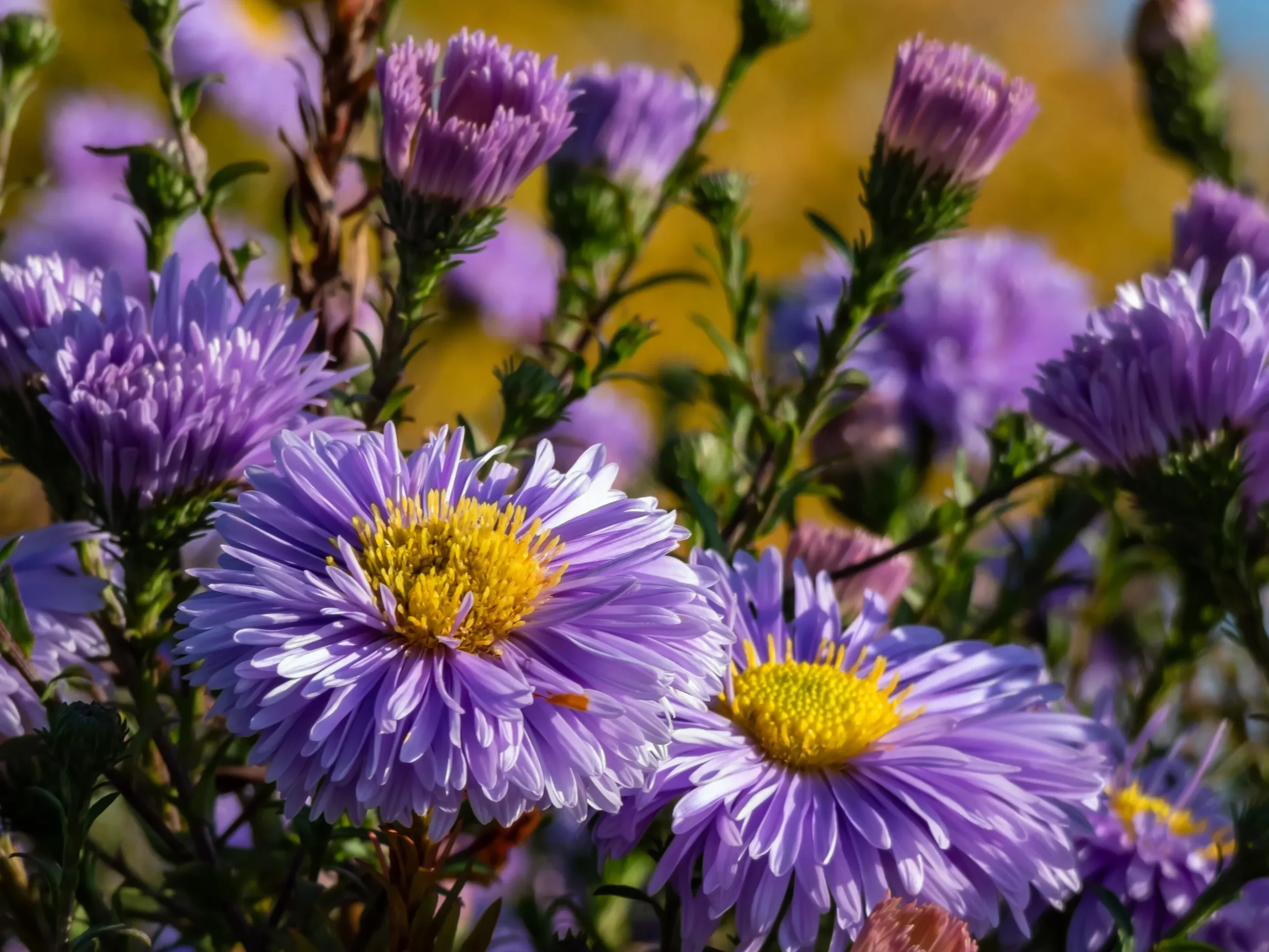 Oktoberaster 'Early Blue'