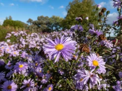 Oktoberaster 'Early Blue'