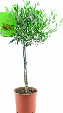 Oliv lat. Olea europaea 70-80cm