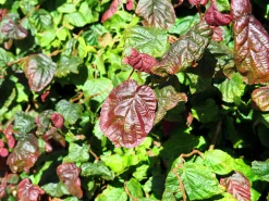 Ormhassel 'Red Majestic'